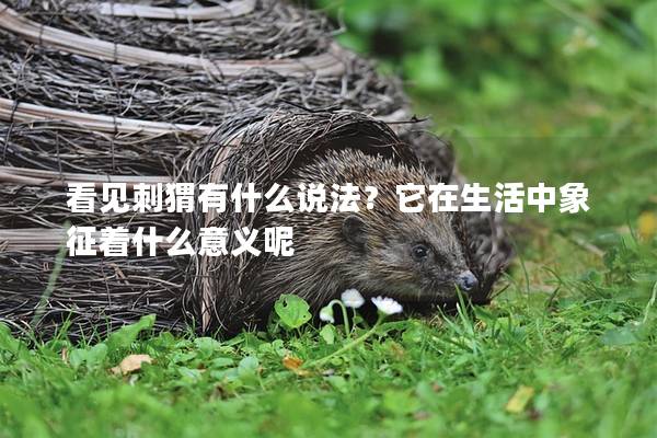 看見刺猬有什么說法？它在生活中象征著什么意義呢